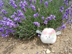 Fleemy with a lavender!