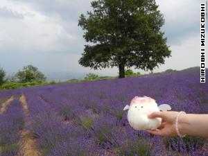 Fleemy with a lavender!