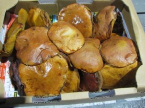 mushroom