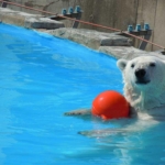 Maruyama Zoo