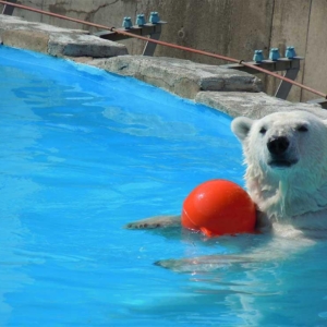 Maruyama Zoo