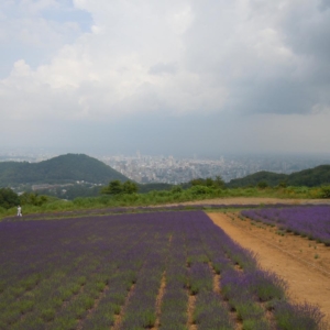 The Lavender Garden at Horomitoge in Sapporo [Horomi pass]