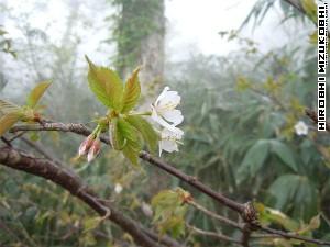 Cherry blossom in Shinsen Numa