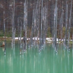 Outstanding Blue: Aoiike(青い池) in Biei