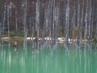 Outstanding Blue: Aoiike(青い池) in Biei