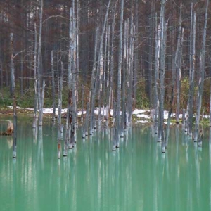 Outstanding Blue: Aoiike(青い池) in Biei