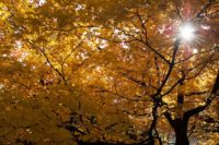 Autumn Leaves Coming to Taisetsuzan, Sounkyo, Asahikawa