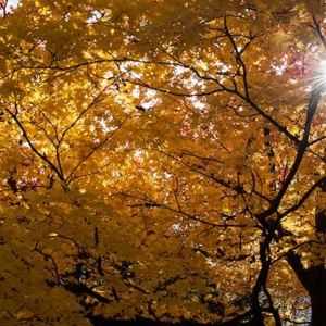 Autumn Leaves Coming to Taisetsuzan, Sounkyo, Asahikawa