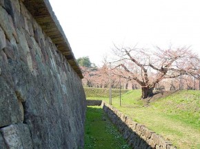 Cherry blossom in Goryokaku