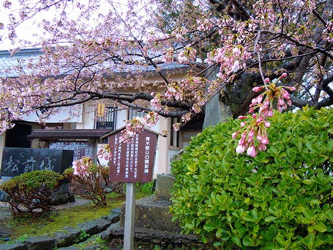 Cherry blossom of Matsumae-jo