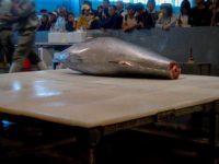 A tuna filleting display at Sapporo Central Wholesale Market