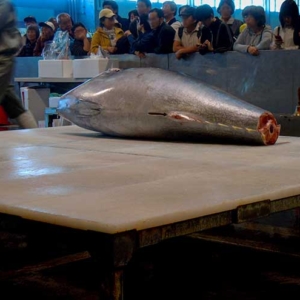 A tuna filleting display at Sapporo Central Wholesale Market