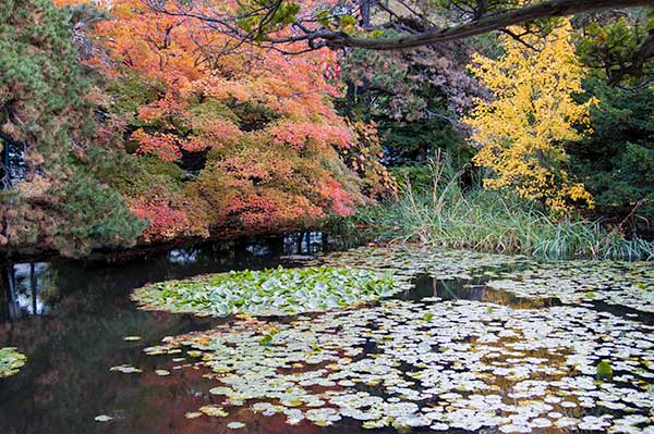 docho-akarenga-pond