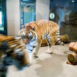 Evolving Zoo, Maruyama Zoo in Sapporo