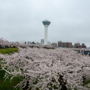 Goryokaku Park(五稜郭公園) in Hakodate, Famous Sakura Viewing Site, Cherry Blossoms of Hokkaido