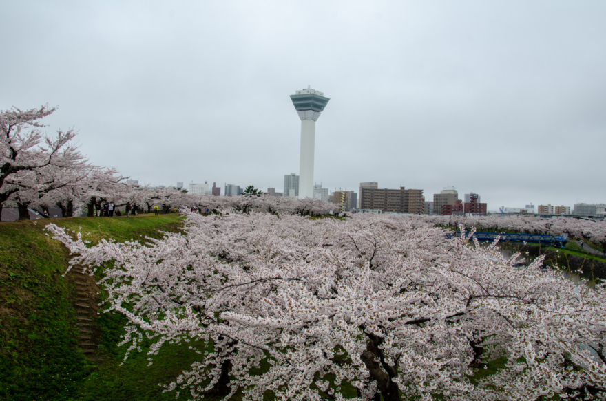 Goryokaku Park(五稜郭公園) in Hakodate, Famous Sakura Viewing Site, Cherry Blossoms of Hokkaido