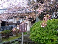 Matsumae Park [松前公園] : Cherry Blossoms in Hokkaido