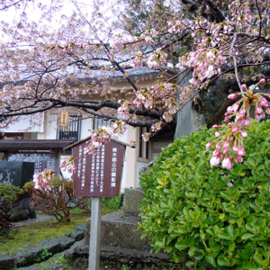 Matsumae Park [松前公園] : Cherry Blossoms in Hokkaido