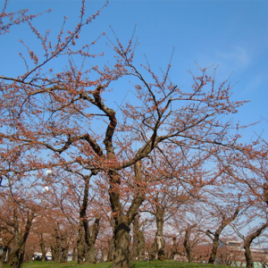 Cherries May Start Blooming Early in this year, 2015 in Hokkaido