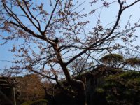 Matsumae and Hakodate announced Sakura Blooming on April 19 and 21