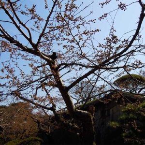 Matsumae and Hakodate announced Sakura Blooming on April 19 and 21