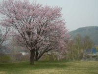 Makomanai Park(真駒内公園)