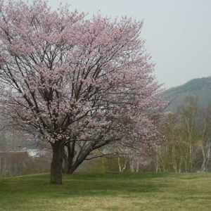 Makomanai Park（真駒内公園）