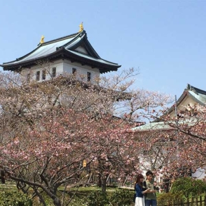 Matsumae Sakura Festival Start on April 29 2015（松前桜祭り）