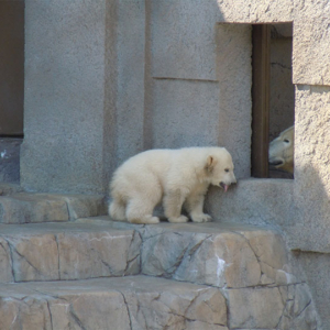 Polar Bear's Baby in Maruyama Zoo, Sapporo