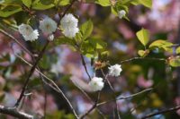 Best 10 Sakura Sites in Hokkaido