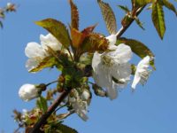 Sakura Blooming is coming faster than ever