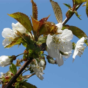 Sakura Blooming is coming faster than ever