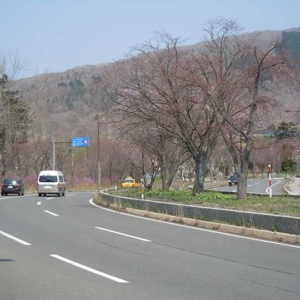 Noboribetsu Onsen Cherry-tree line（登別桜のトンネル）