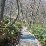Noboribetsu Virgin Forest(登別原生林)