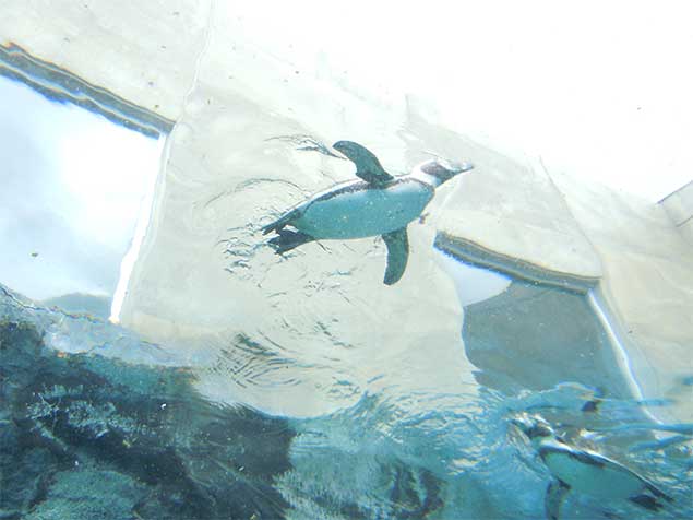 asahiyamazoo-penguin3