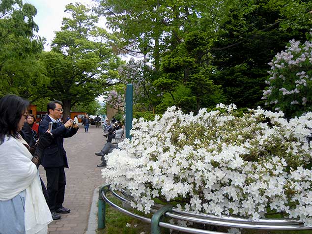 sapporo-lilac-festival4