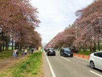 Nijyukkendoro Sakura Namiki(Cherry-blossoms road): Cherry Blossoms in Shizunai, Hokkaido