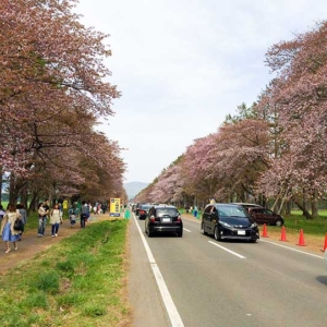 Nijyukkendoro Sakura Namiki(Cherry-blossoms road): Cherry Blossoms in Shizunai, Hokkaido