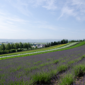 Farm Tomita, the leading tourist farm in Hokkaido.