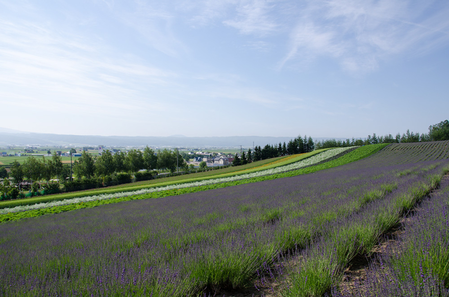 Farm Tomita, the leading tourist farm in Hokkaido.