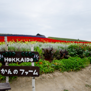 Kanno Farm in Kamifurano