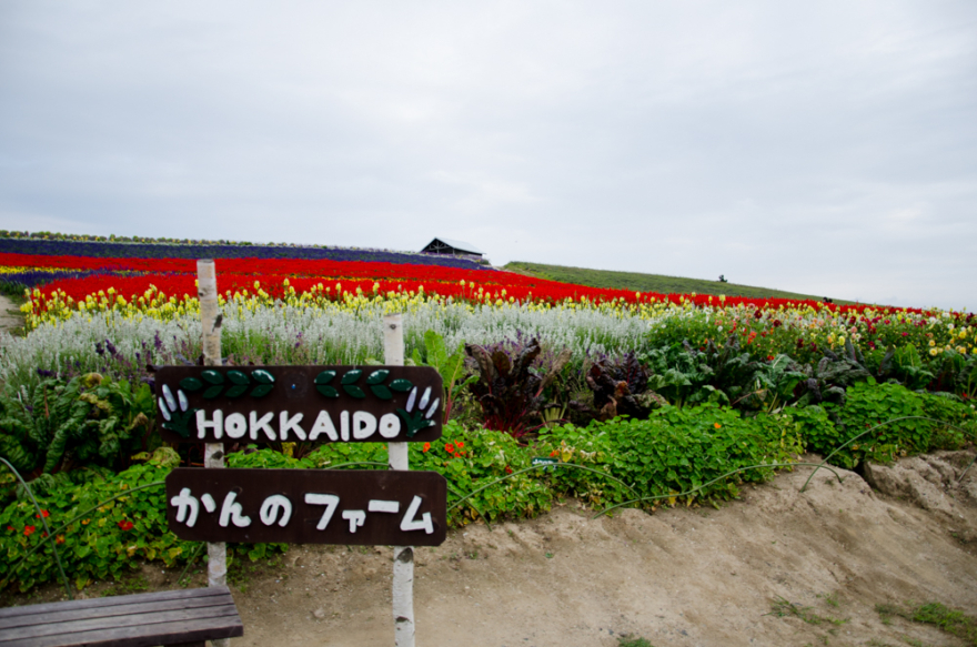 Kanno Farm in Kamifurano