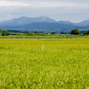 Route 275, A Beautiful Country With Rice field