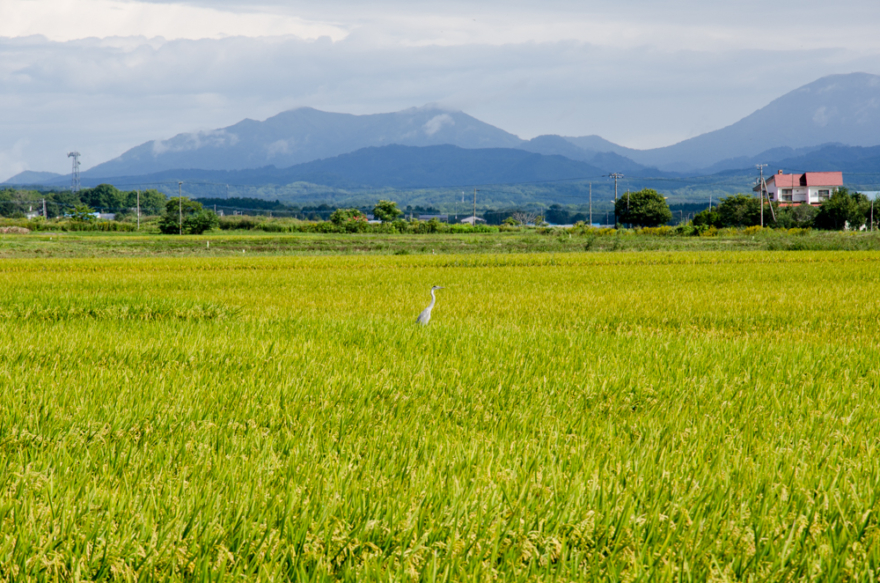 Route 275, A Beautiful Country With Rice field