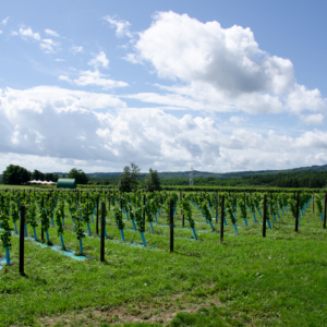 Tsurunuma Winery in Urausu