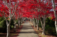 Autumn leaves in Hiraoka Jyugei Center