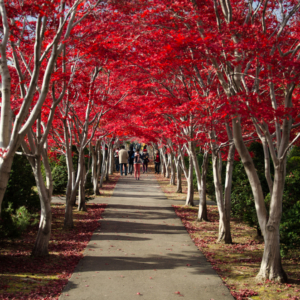 Autumn leaves in Hiraoka Jyugei Center