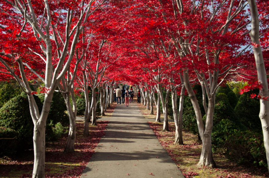 Autumn leaves in Hiraoka Jyugei Center