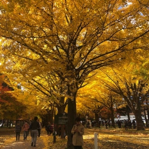 Ginkgo trees in Hokkaido University