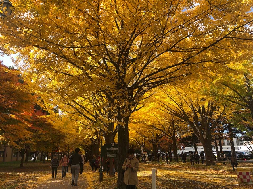 Ginkgo trees in Hokkaido University